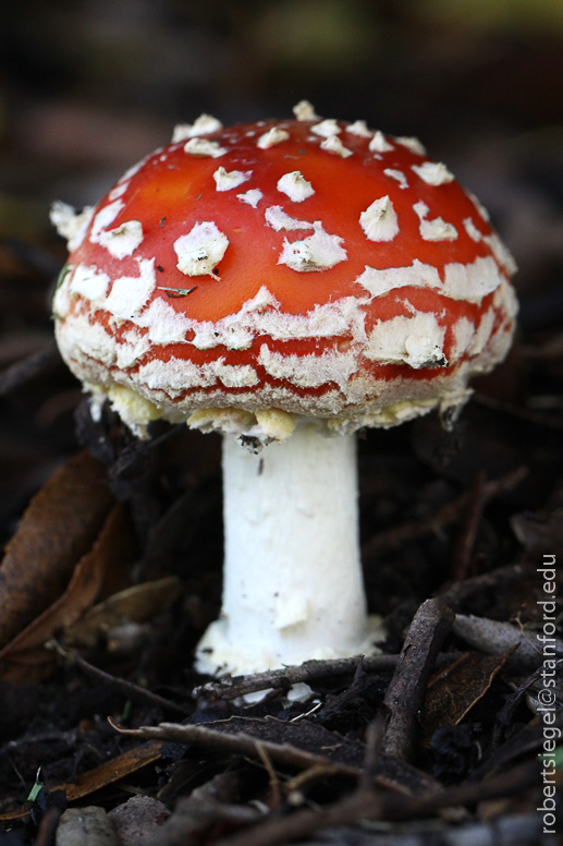 amanita muscaria